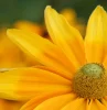 plante vivace jaune au soleil une fleur toute jaune