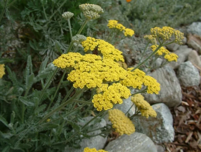 plante vivace rampante a fleurs jaunes aromatiques achillea