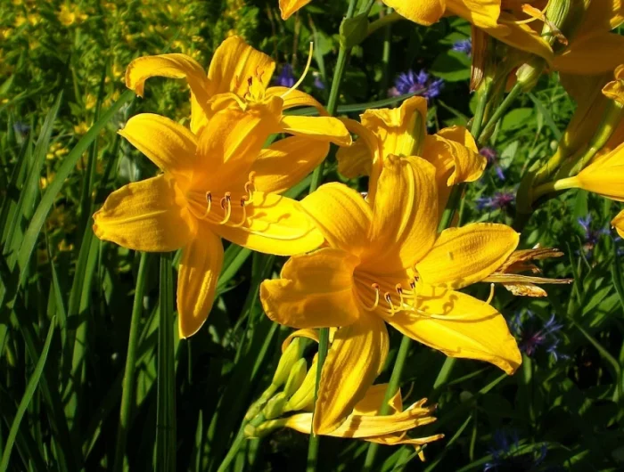 plante vivace rampante hemerocall jaune dans un jardin grosses fleurs jaunes