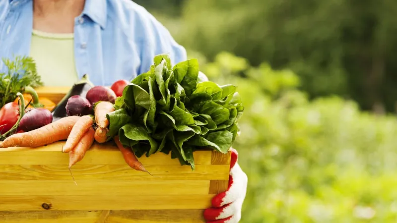 planter des fruits et legumes dans son propre jardin