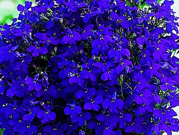 plantes a fleurs bleues nuit vivaces jasmin