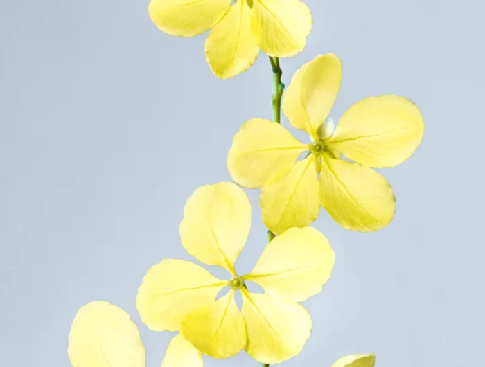 plantes a fleurs jaunes des fleurs jaunes claires sur un fond blue