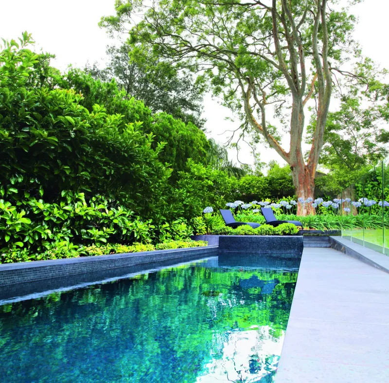 plantes brise vue de piscine idée espace verte mur vegetal