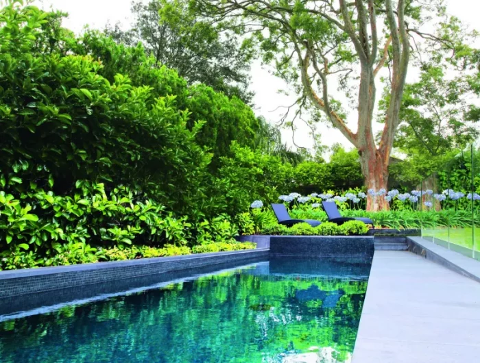 plantes brise vue de piscine idée espace verte mur vegetal