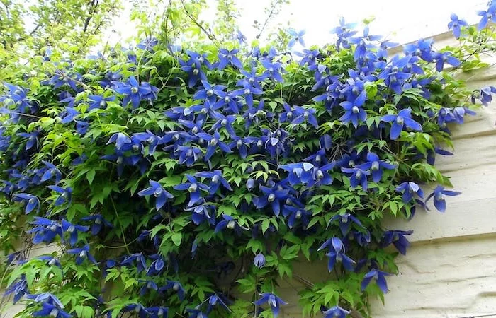 plantes rampantes vivaces a fleurs bleues nuit