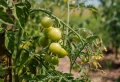 Quelles sont les solutions pour garder ses plants de tomates en hiver ?