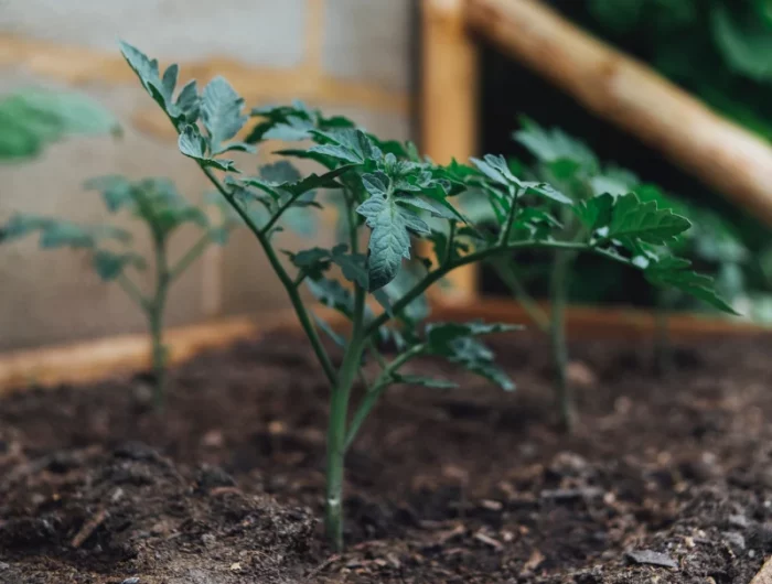 plants de tomate sol structure bois contenant jardin