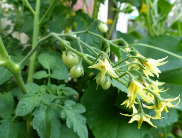 plants de tomates en fin de saison hiver fleurs jaunes