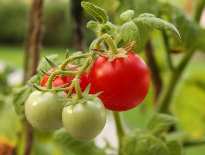 plants de tomates fin de saison france