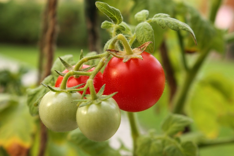 Que faire des plants de tomates à la fin de la saison ?