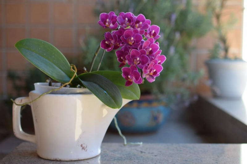 pot orchidee traitement contre cochenille avec huile neem