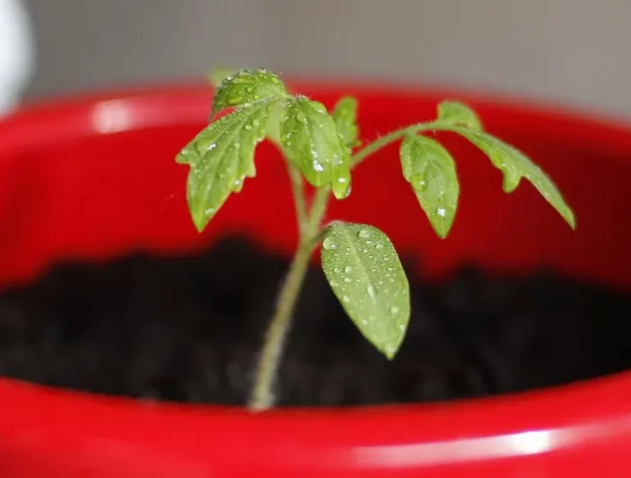 pot rouge terre pour tomate pousse semis plantation propagation