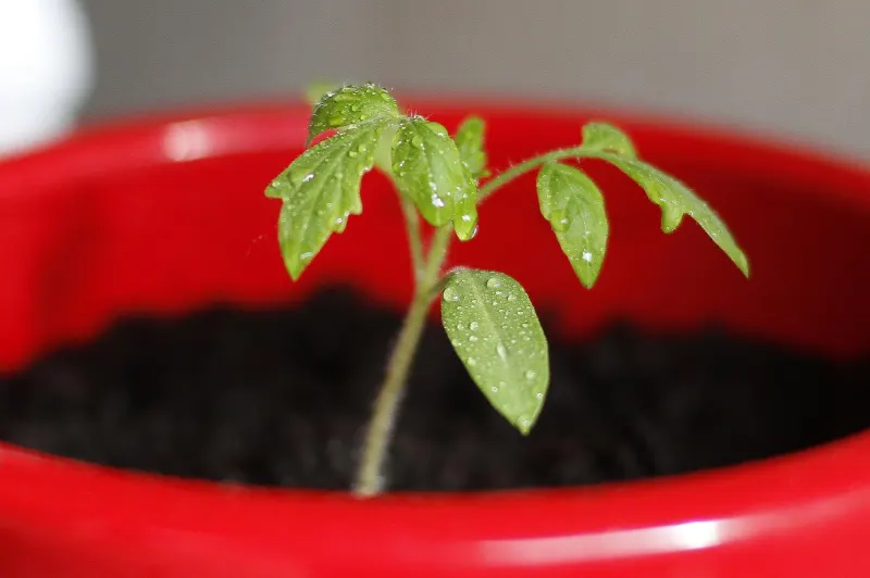 pot rouge terre pour tomate pousse semis plantation propagation