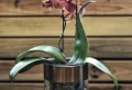 Guide simple et détaillé comment enlever la cochenille sur une orchidée