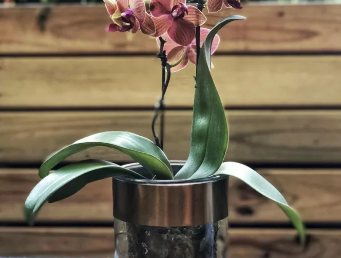 pot transparent pour orchidee entretien sol parasites traitement