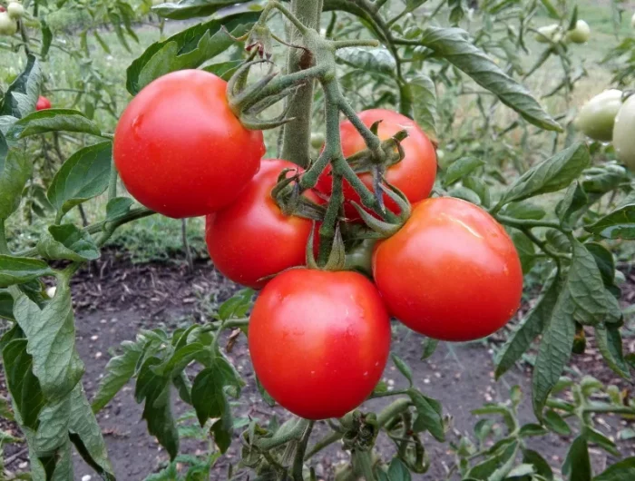 potager recolte tomates jardin graines semis main