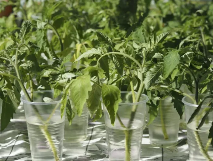 pots plastiques transparent tomates boutures dans eau propagation