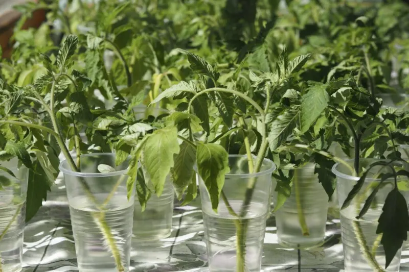 pots plastiques transparent tomates boutures dans eau propagation