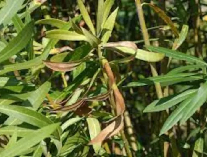 pourquoi les feuilles du laurier rose deviennent marron