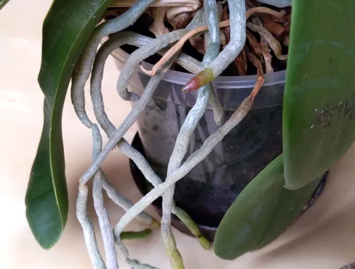 pourquoi les racines de mon orchidée sortent du pot