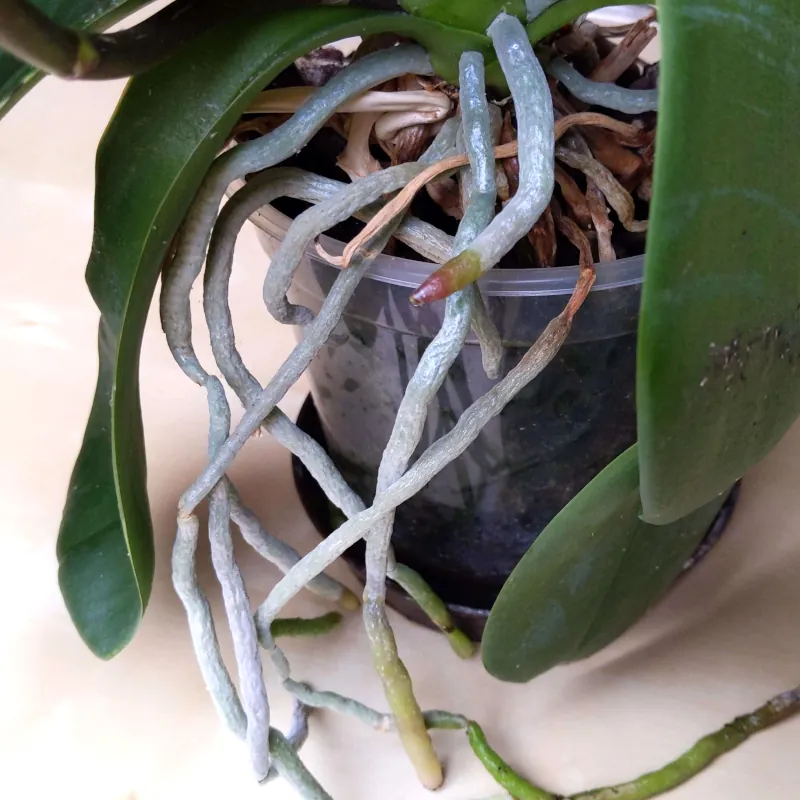 pourquoi les racines de mon orchidée sortent du pot