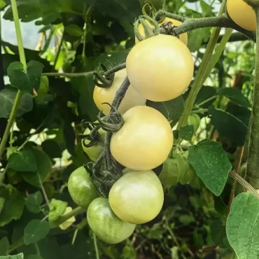 pourquoi les tomates ne murissent pas comment faire