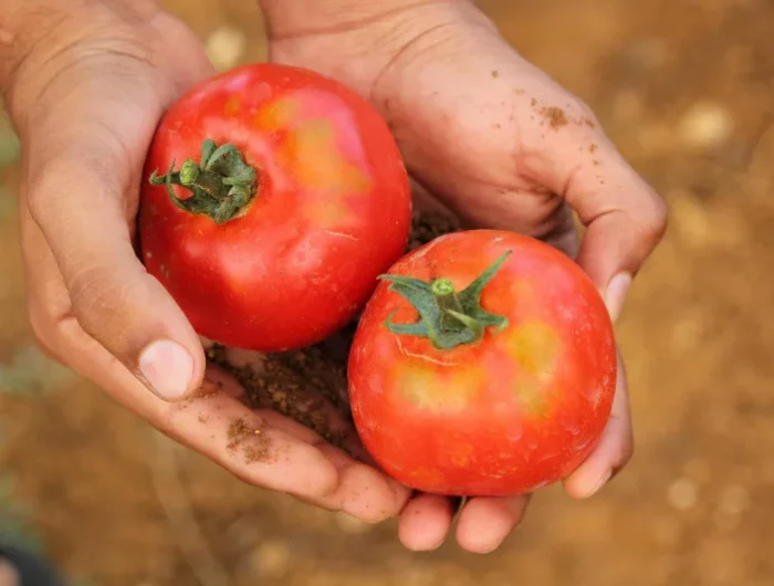 pourquoi mes tomates se fendent recolte culture legumes
