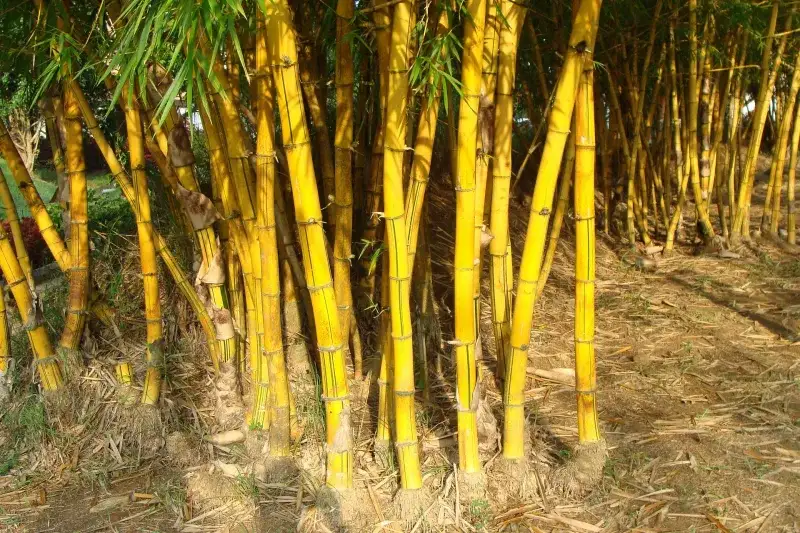 pousses racine systeme bambou jardin methode entretien