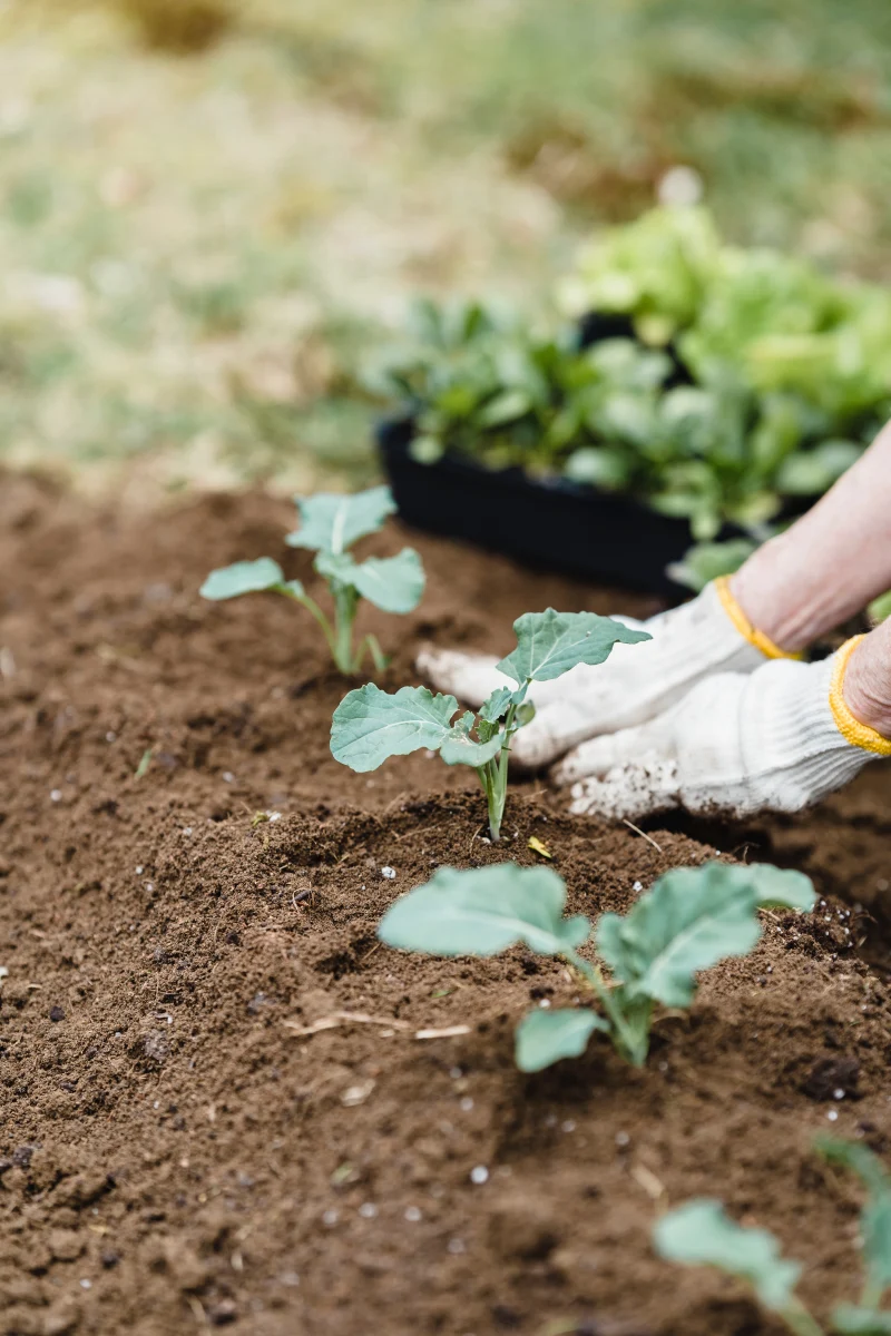Prevent Ani soil vegetable vegetable garden hands