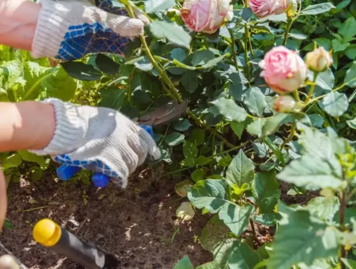 quand couper les rosiers un homme qui taille les roses a l aide des gants