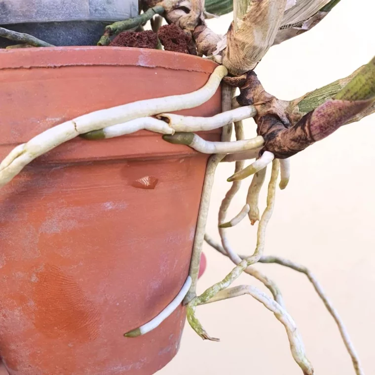 quand est ce que je peux rempoter une orchidee pot racines aériennes