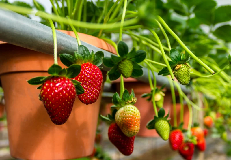quand planter les fraises en pot des fraises rouges et vertes qui sortent d un pot