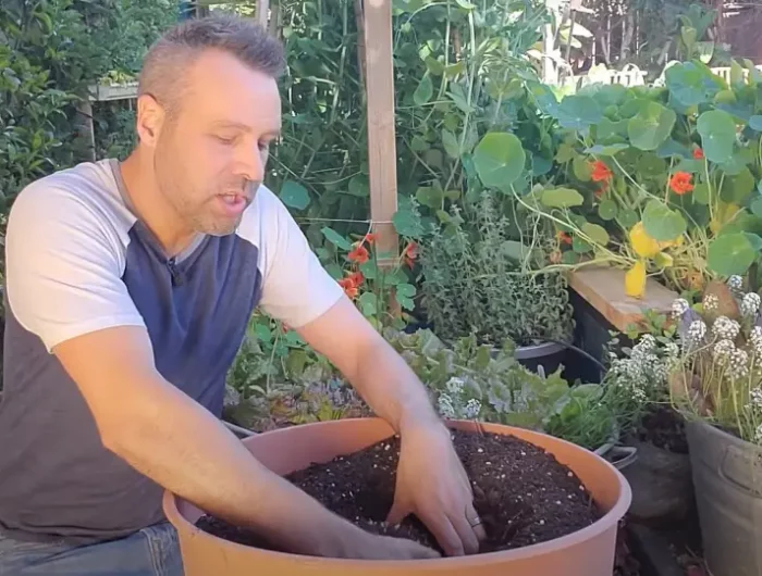 quand semer les tomates un homme qui plante tomate cerise