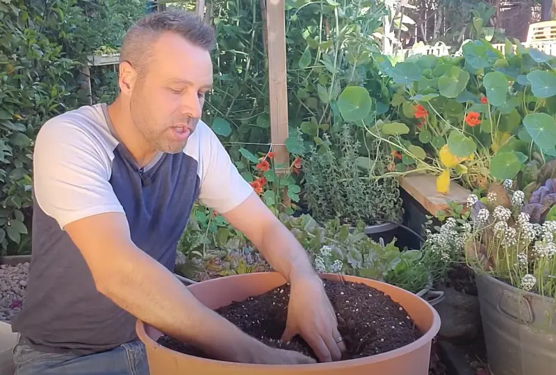 quand semer les tomates un homme qui plante tomate cerise