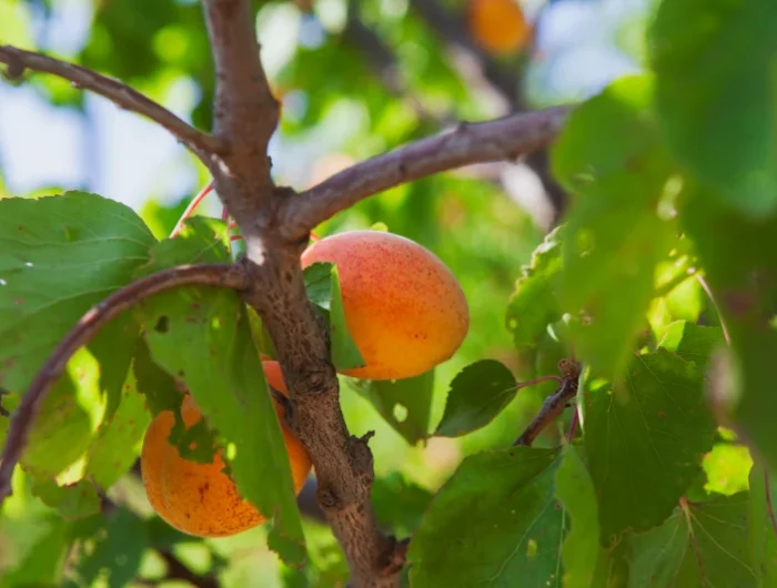 quand tailler les arbres fruitiers a noyaux des abricots en fruits feuilles vertes