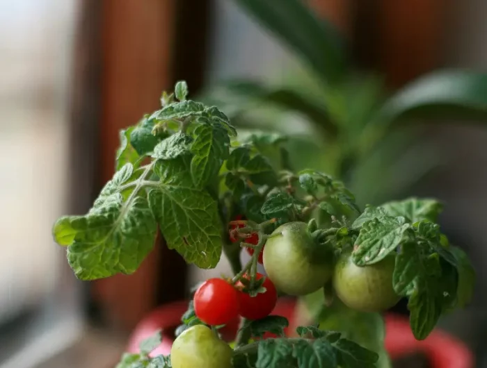 que faire avec des tomates cerises un petit pot de tomates cerises