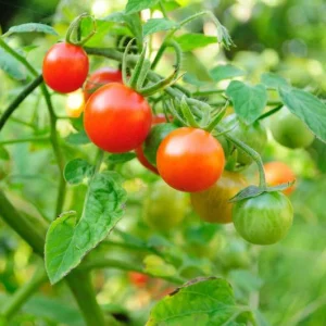 Que faire des plants de tomates à la fin de la saison ?