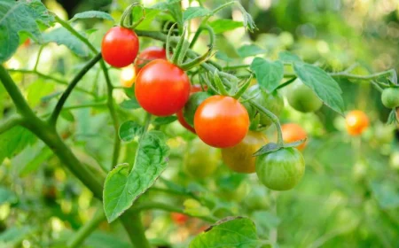 que faire des plants de tomates à la fin de la saison pied de tomates rouges et vertes