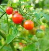 que faire des plants de tomates à la fin de la saison pied de tomates rouges et vertes
