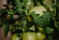 Comment faire mûrir au soleil des tomates vertes déjà cueillies ?
