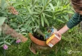 Quel est le meilleur engrais naturel pour un laurier rose ?