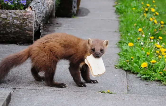 que mange une fouine une fouine qui mange un sandwich