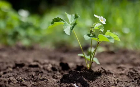 quel terreau et engrais pour planter les fraisiers