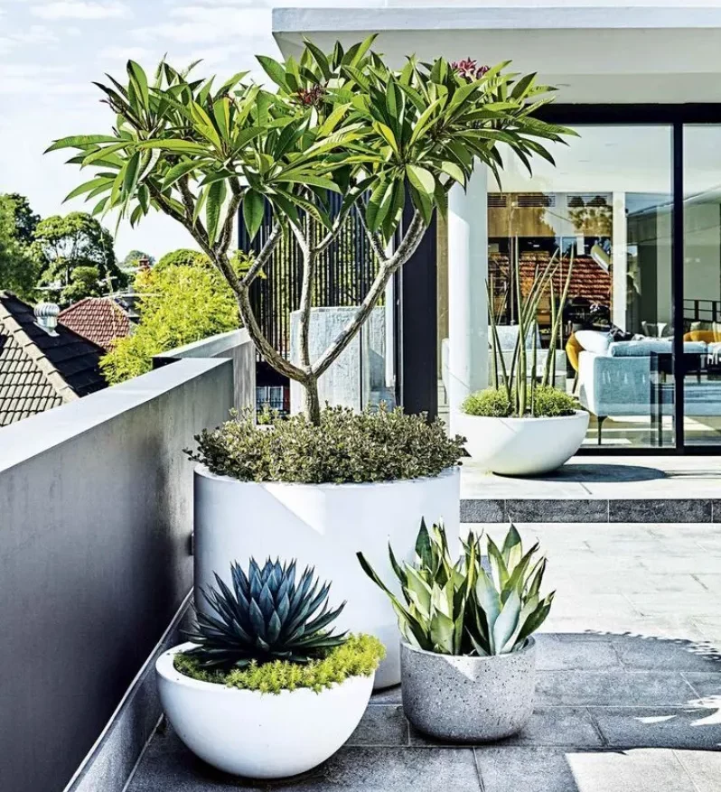 Quelles plantes mettre dans des grands pots sur une terrasse
