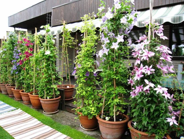 quelle plante pour terrasse plein soleil contre un mur perciflora en pots sur terrasse