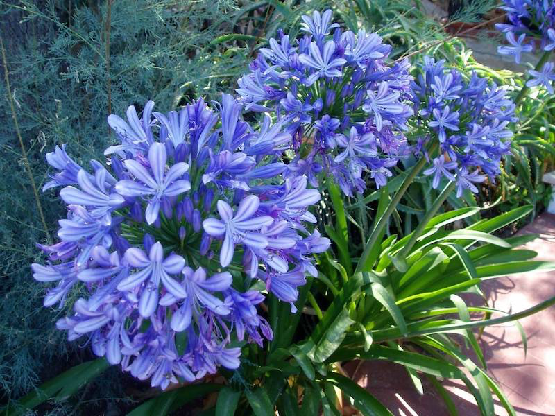 quelles plantes a fleurs bleues nuit lys dafrique