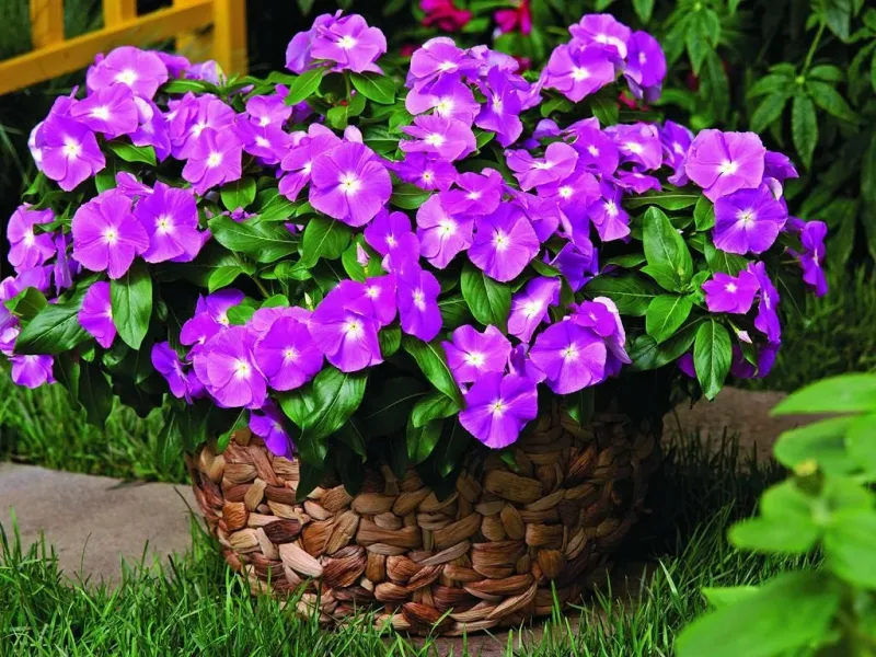 quelles plantes pour terrasse plein soleil dans la maison prevenche de madagascar lilas en panier