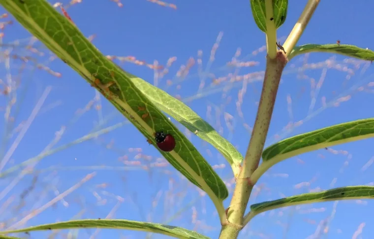 quels sont les ennemis naturels des pucerons jaunes