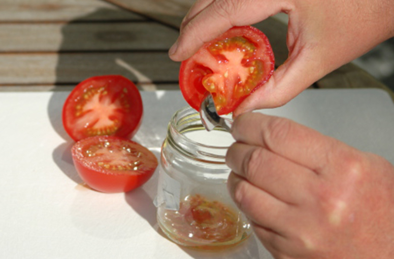 quoi faire avec les plants de tomates fin saison deux mains separes semis de tomates