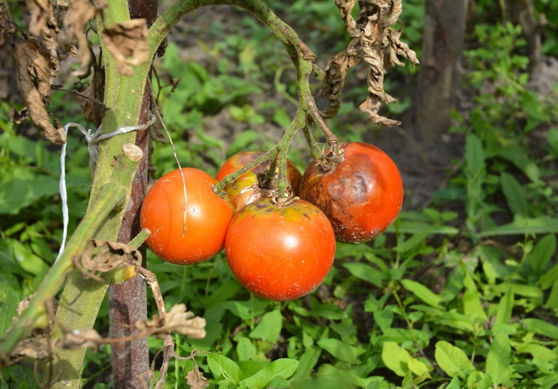 quoi faire avec les plants tomatees fin saison milidou